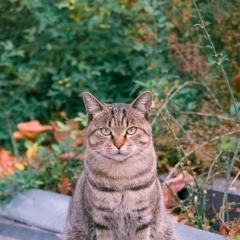 <b>中国拍猫第一人 走遍全国拍了四万张流浪猫萌照</b>