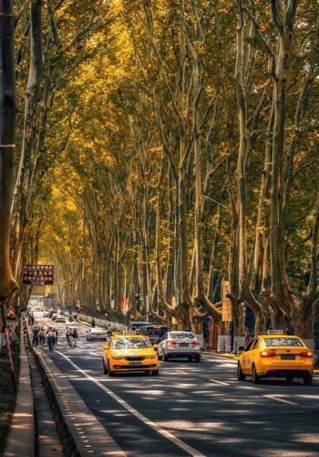 中国最浪漫的古都 感受一下满是梧桐树的城市