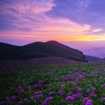 玩透贵州所有小城 六盘水一到9月美成粉紫天堂